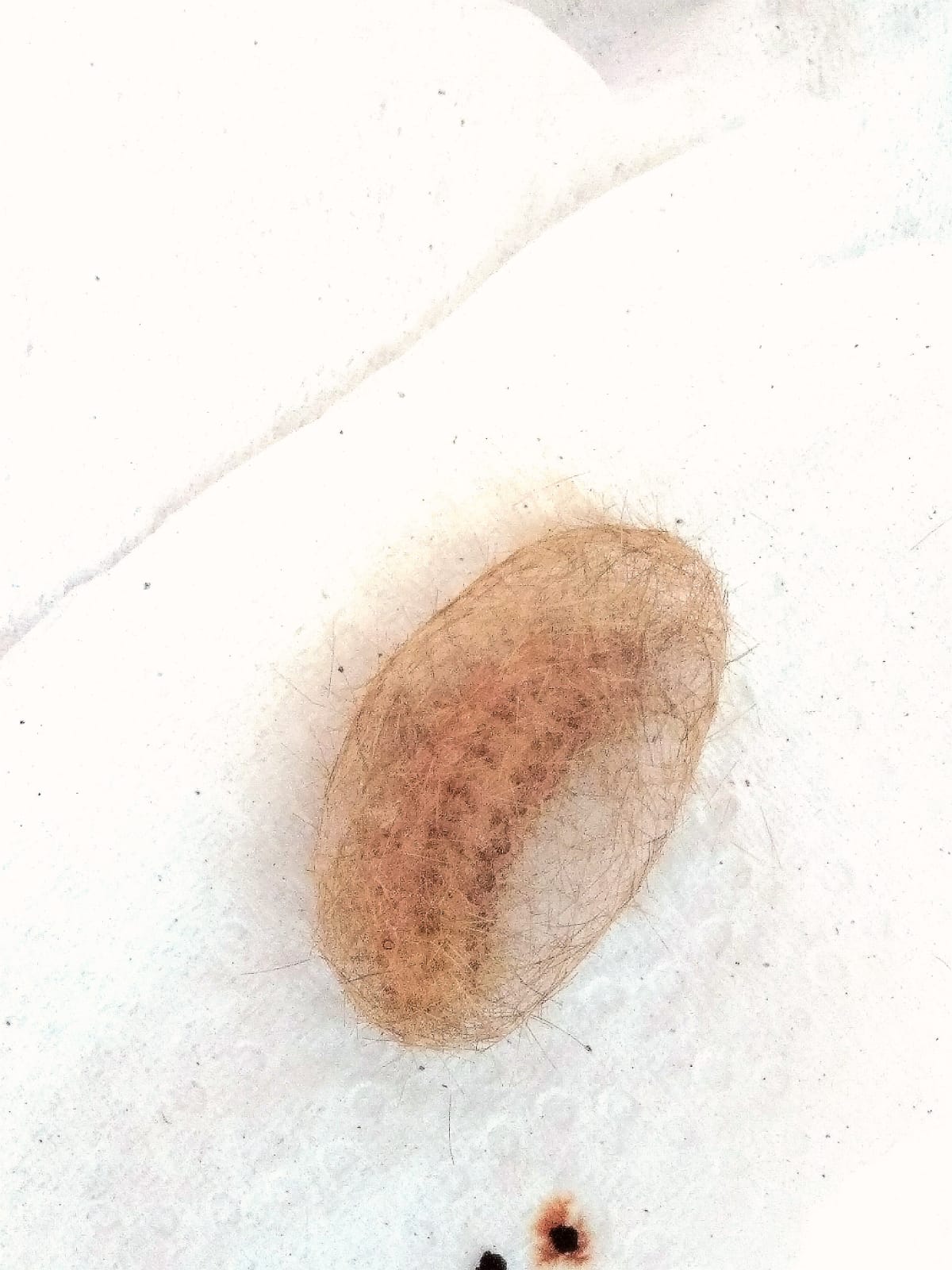 Diacrisia Sannio. No, Phragmatobia fuliginosa - Erebidae